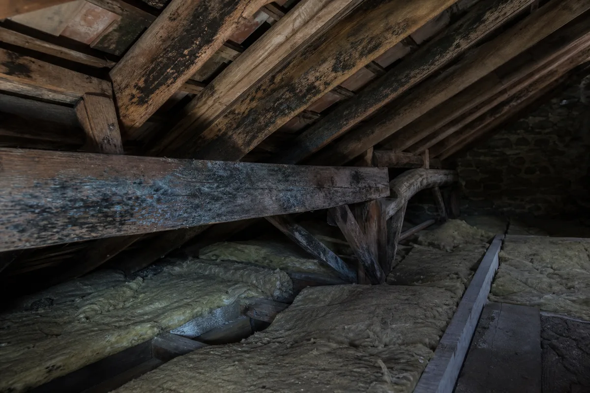 Charpente en bois présentant des traces de bleuissement et de moisissure liées à un défaut de ventilation